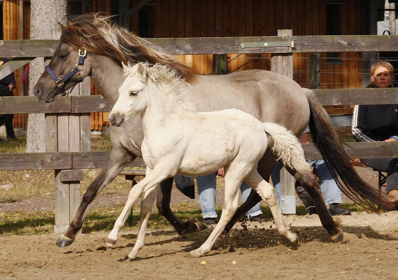 Sola von Heidmoor b.jpg